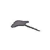 Manta Ray